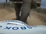 Elephants Are Actually A Little Bit Cunty
