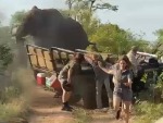Elephants Fucking Hate Us!
