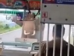 Elephants Hate Buses
