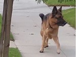 Exploiting Your German Shepherds Attachment Issue
