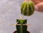 Extreme Gardening

