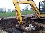 Farm Dogs Help Destroy A Huge Rats Nest
