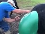 Farmer Has To Get The Chainsaw To Free A Stuck Cow
