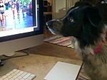 Fascinating Watching Dog Scroll The Photos

