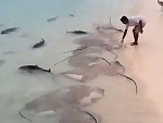 Fish And Ray Feeding Time In The Maldives
