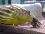 Fish Brutally Dining Out On A Shellfish
