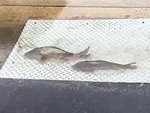 Fish Swimming In Flooded Street After Heavy Rains In Texas
