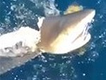 Fisherman Catches A Shark And Loses It To A Shark
