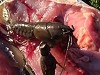 Fisherman Finds A Live Yabby Inside A Fish
