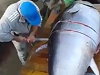 Fisherman Gets Busy Slicing Up Their Giant Tuna