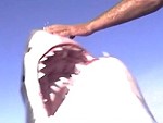 Fisherman Gets Handsy With A Great White Shark
