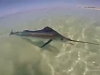 Fisherman Incredibly Catches A Marlin From The Beach