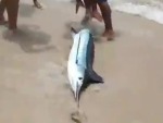 Fishermen Get Their Catch Back In The The Water
