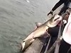 Fishermen Pull In A Huge Great White From A Jetty