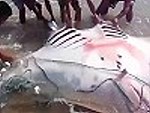 Fishermen Return A Gigantic Ray To The Ocean
