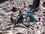Fishermen Spending Some Time With Their Catch
