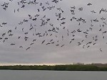 Flock Of Birds Simultaneously Dive Bomb For Lunch
