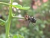 Fly Flew Straight Into A Thorn