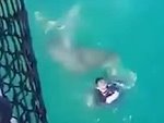 French Sailor Has A Close Encounter Of The Shark Kind

