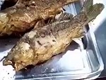 Fried Fish Is Still Alive Wow
