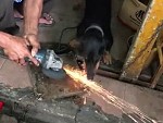 Fuckhead Lets His Dog Chomp At Grinder Spray
