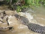 Fuckheads Lure A Pig Into The Jaws Of A Crocodile
