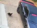 Fucking Mother Fucker Bird!
