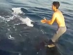Fuckstick Surfs A Whale Shark
