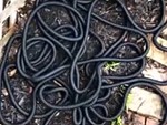 Garden Hose Gives Me A Heart Attack Every Damn Time
