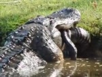 Gators Will Eat Basically Anything
