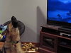 German Shepherd Howling Along With Zootopia