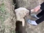 Go Sheep - You're Freeee!!
