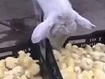 Goat Enjoys Snacking On Baby Chickens Wtf
