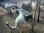 Goat Kind Of Hates Its Owner
