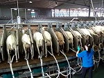 Goat Milk Factory Wow
