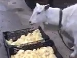 Goats Are Quite Partial To Chicks WTF
