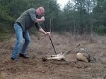 Good Guy Carefully Frees A Wolf From A Trap
