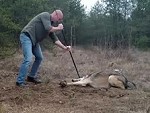 Good Guy Carefully Frees A Wolf From A Trap
