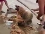 Good Guys Help A Tangled Up Seal
