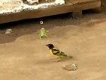 Grasshopper Vs Bird: Who Will Win?
