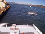 Great White Eats A Sea Lion In San Francisco Bay
