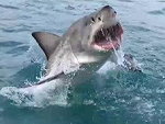 Great White Shark Jumps Out Of The After Right Next To A Boat Wow
