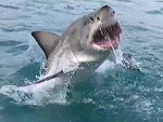 Great White Shark Jumps Out Of The After Right Next To A Boat Wow
