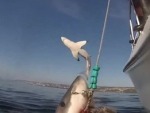 Great Whites Aren't Very Friendly Around Here
