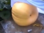 Growing A 300kg Pumpkin
