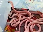Hairless Snakes
