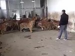 Handler Doesn't Afraid Of Tigers
