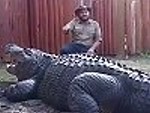 Handler Taunting A Huge Gator
