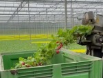 Harvesting Radishes
