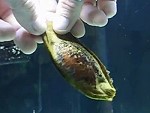 Hatching A Coral Banded Shark
